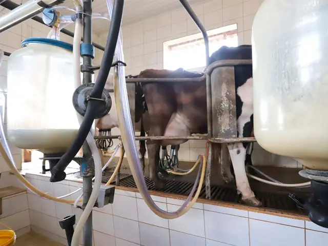 Preço do leite ao produtor em MG aumenta 2,37%