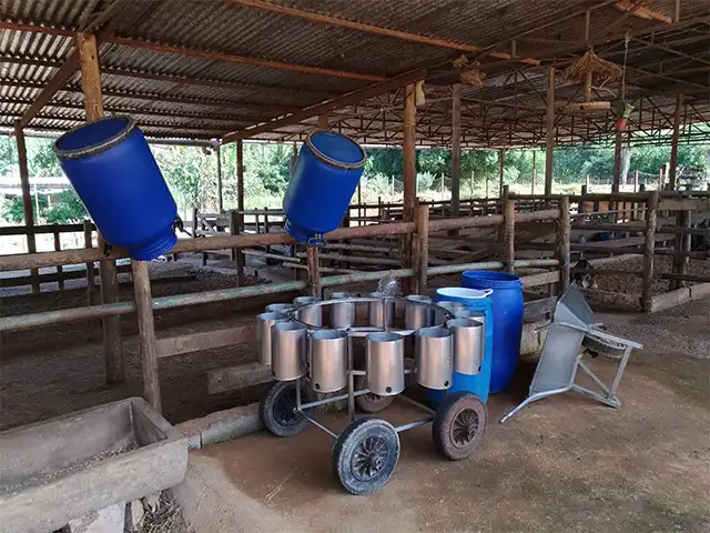 Produtores de leite do México abandonam a atividade