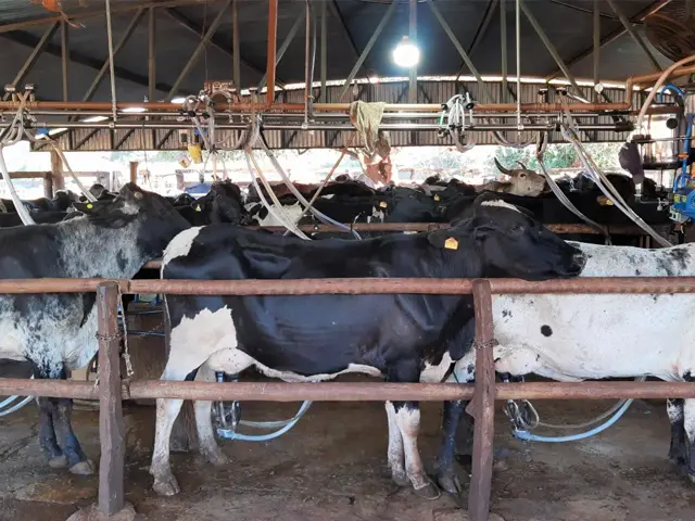 Produtores de leite de Itapagipe (MG) aumentam a renda em 59% com ATeG Balde Cheio