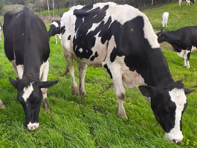 Reforço nas pastagens ajuda a otimizar custos da produção de leite