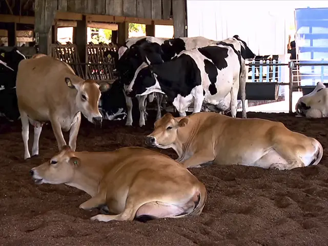 Conforto do rebanho, manejo alimentar e genética aumentam a produção de leite