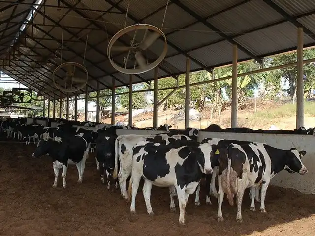 CNA levanta custos da pecuária de leite no Paraná