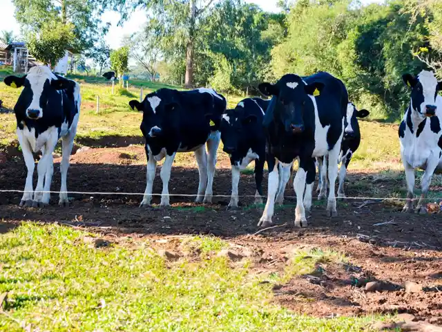 Evolução produtiva da bovinocultura de leite em Itapiranga (SC)