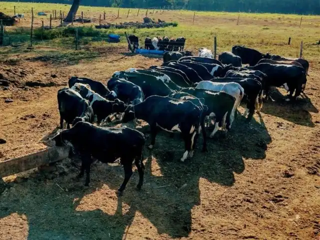 Produção de leite aumenta 365% com ATeG Balde Cheio