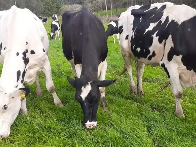 Produtores de leite do RS buscam reduzir a dependência do milho com pastagem de inverno