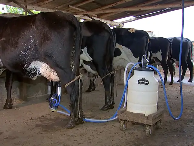 Produtores de leite do Ceará preocupados com a permanência na atividade