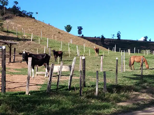 Universidade incentiva produção de leite orgânico em propriedades da agricultura familiar