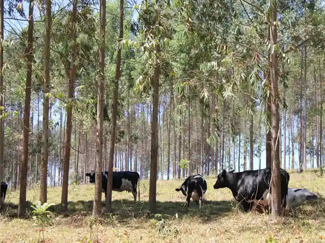 Embrapa e Nestlé iniciam parceria para converter propriedades em produção de leite Net Zero