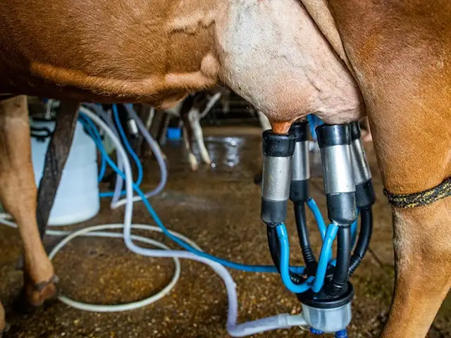Produtores de leite do MS participam de levantamento de custos do Campo Futuro