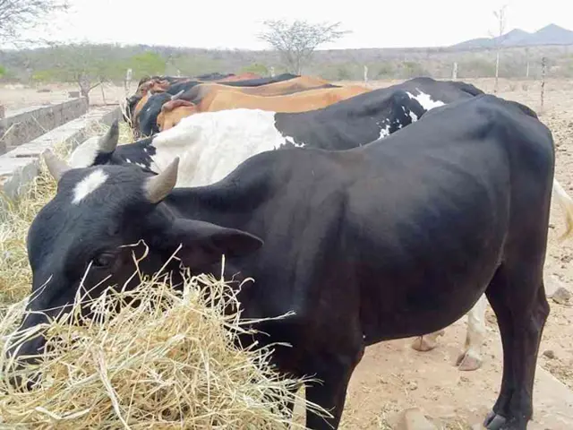 Sergipe desponta na sexta posição nacional em produção anual de leite por vaca