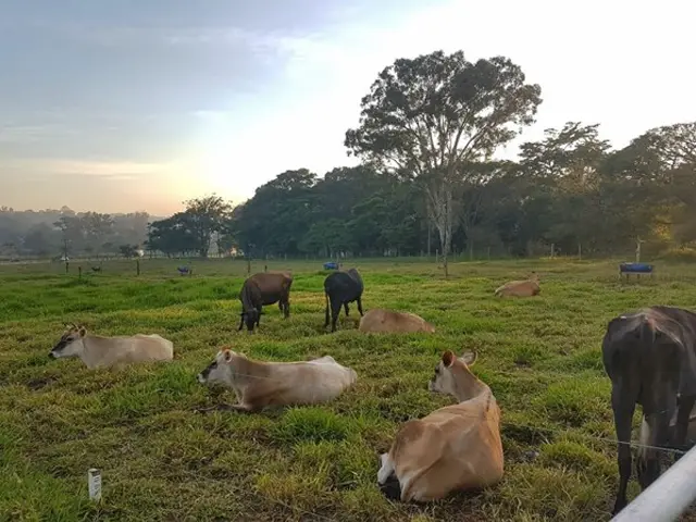 Pesquisador do Instituto de Zootecnia detalha como superar a falta de alimento aos animais na estiagem