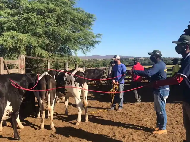 Doma de novilhas para ordenha estimula a produção de leite