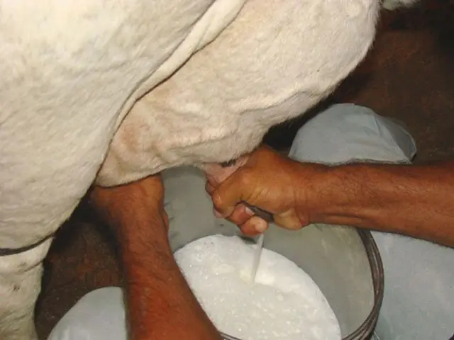 Preço do leite ao produtor aumenta 8% em MG