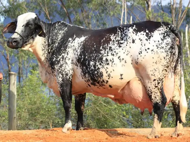 Vaca Girolando produz mais de 100 mil quilos de leite e bate recorde no ES