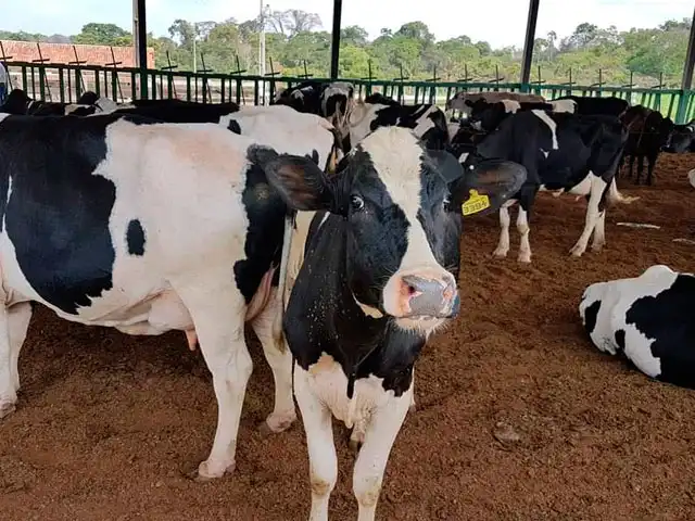 Conseleite/PR: leite entregue em julho tem projeção de queda de 0,92%