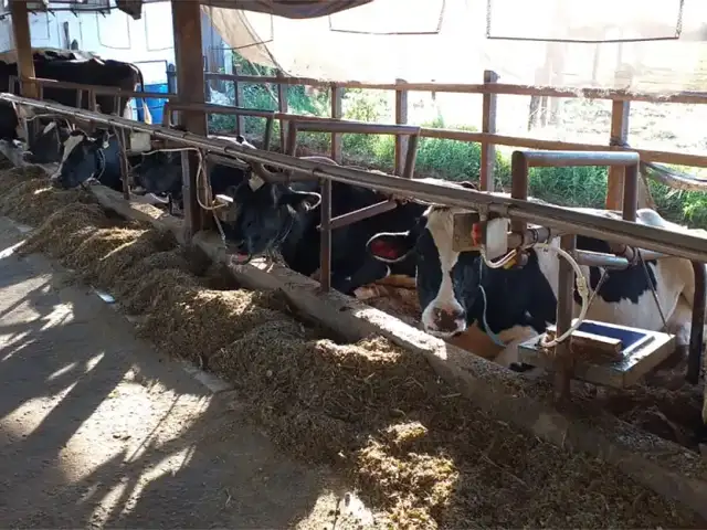 Pesquisa confirma que óleos essenciais melhoram eficiência alimentar de vacas leiteiras