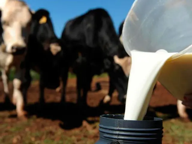 Leite/Cepea: Preço do leite captado em junho é recorde da série histórica