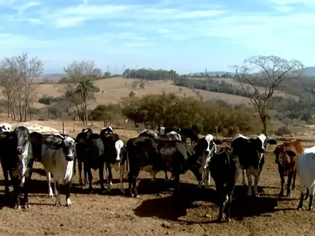 Geada causa queda na produção do leite no Sul de Minas