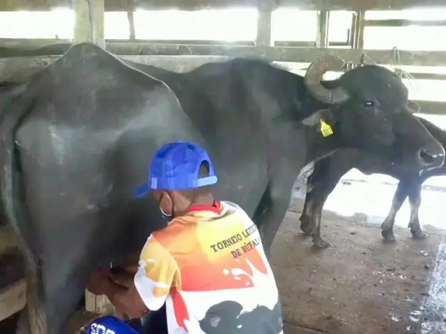 Torneio leiteiro no Pará incentiva a pecuária bubalina