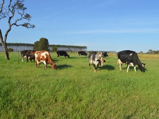Frio e geada contínuos no RS podem elevar custo da produção de leite