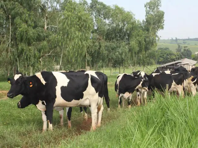Preço do leite pago ao produtor de Mato Grosso mais próximo da média Brasil