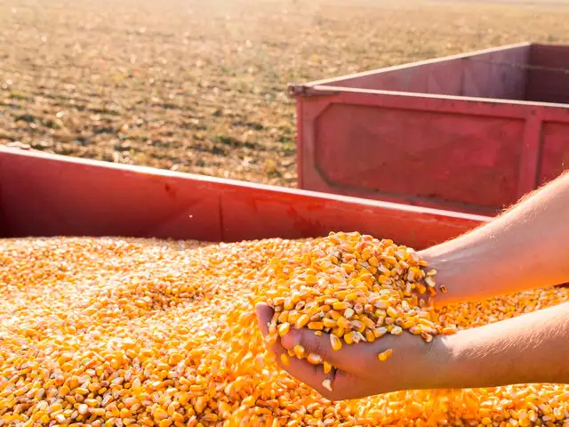 Santa Catarina busca alternativas para o abastecimento de milho