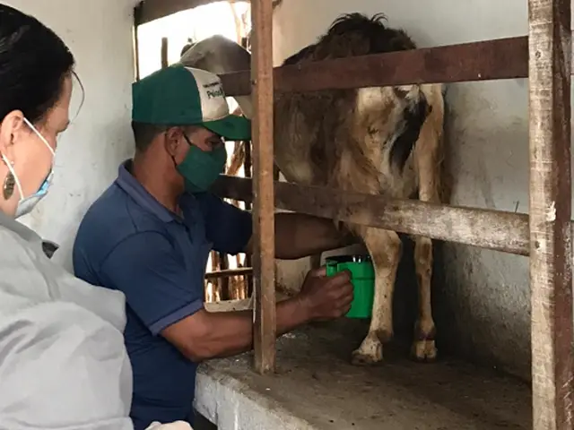 Programa implementa ações para qualidade do leite caprino e nutrição animal na Paraíba e Pernambuco