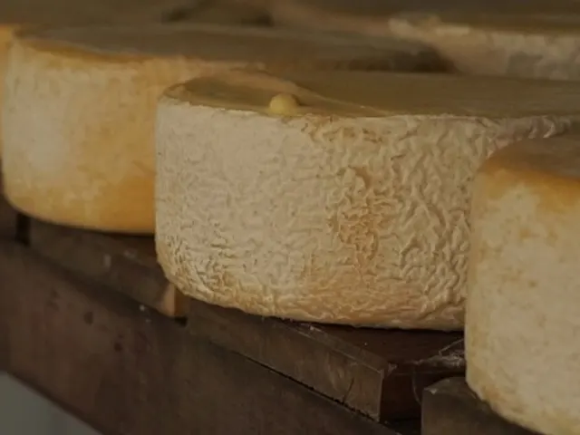 Queijos mineiros são destaque em concurso na França