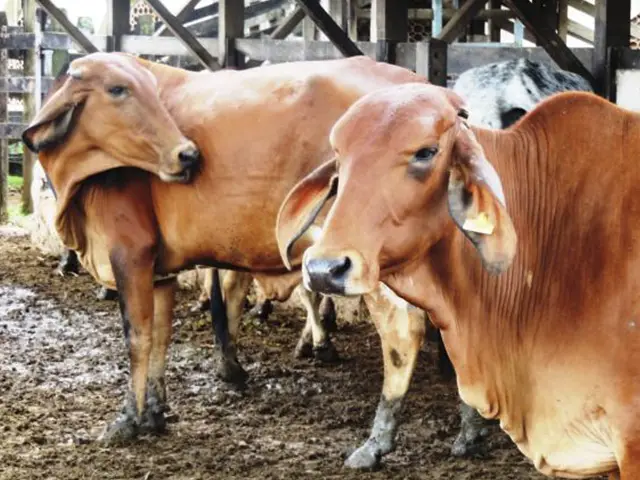 Governo da Paraíba incentiva pesquisa para melhorar produção de leite nas estações experimentais da Empaer