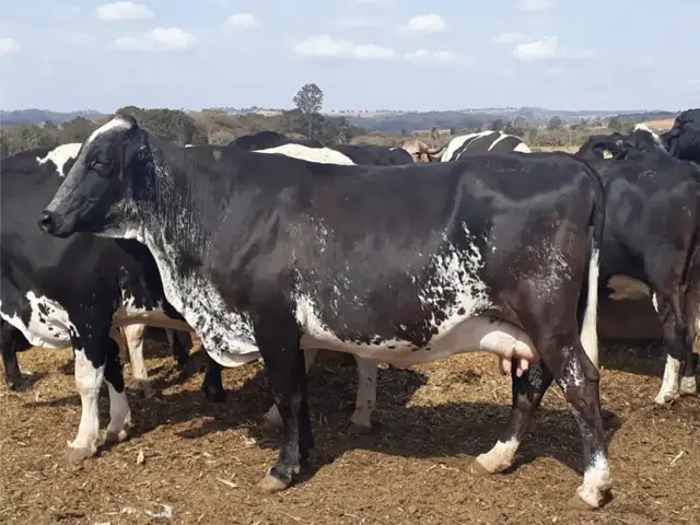 Conheça os fatores que favorecem a mastite bovina e aprenda como evitá-los