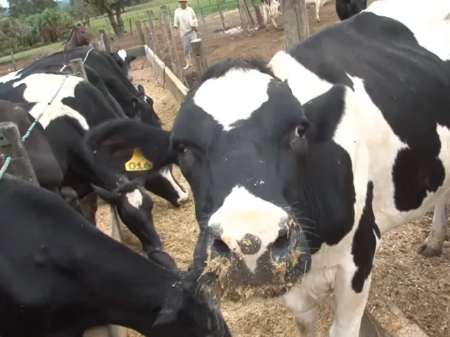 Com produção recorde em 2020, produção de leite em Pernambuco agora teme crise de custos