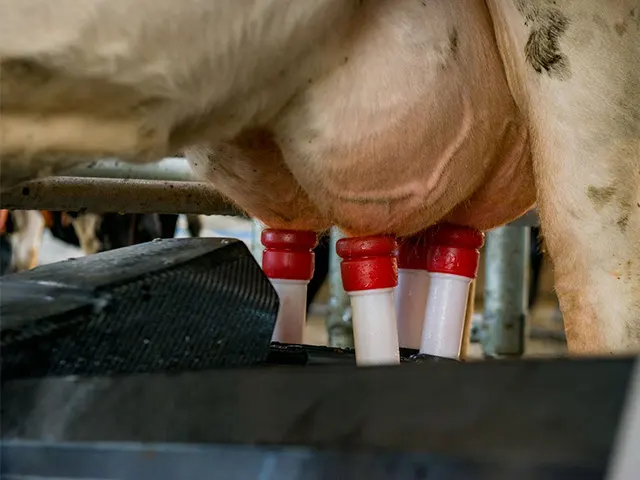 Alagoas terá o melhor preço pago ao produtor de leite no país