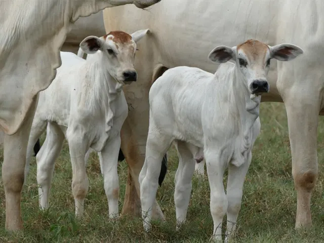 Identificação eletrônica de animais avança na pecuária de leite e corte