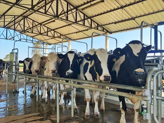 Instituto de Zootecnia disponibiliza dez orientações para produtores melhorarem qualidade do leite