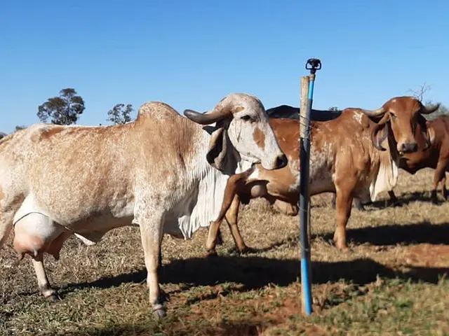 Dia de Campo vai reunir produtores de leite na EPAMIG de Uberaba