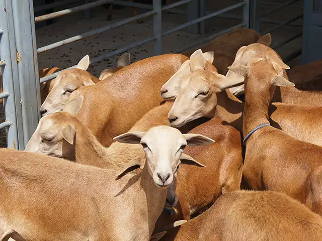 Aplicativo facilitará melhoramento genético de rebanhos de caprinos e ovinos