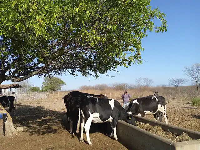 Parceria do Instituto Luiz Girão com SEBRAE leva consultoria a produtores de leite de Pernambuco