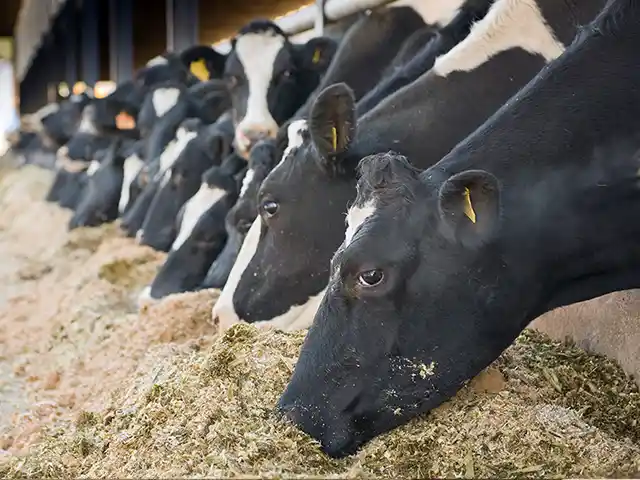 Investimento em nutrição é estratégia para minimizar o estresse térmico no gado leiteiro