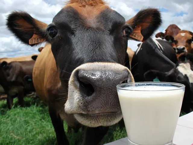 Touro de criador do PR tem a segunda melhor genética do mundo para gerar vacas leiteiras