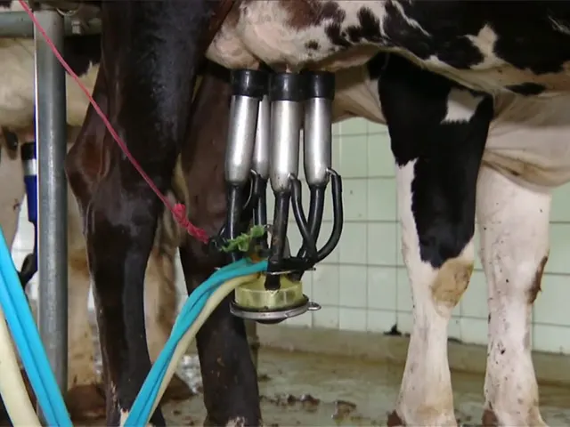 Novo Boletim da Agricultura Familiar dá destaque para cadeia produtiva do leite