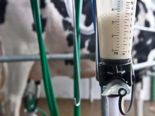 Preço do leite pago aos produtores de MG recua 6,83% em novembro
