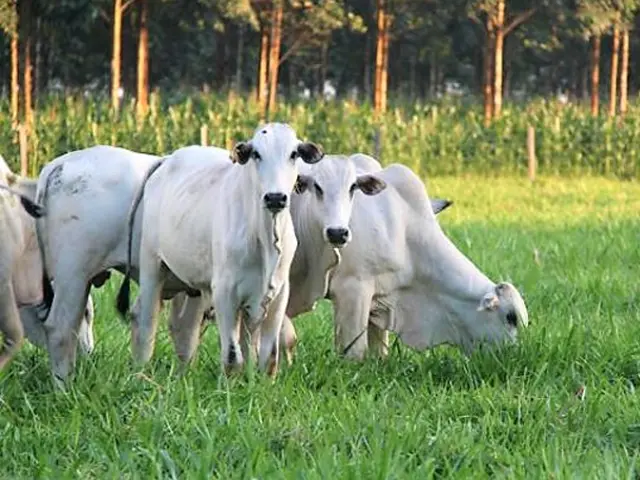 Fazendas da cadeia da carne que adotam tecnologias sustentáveis sequestraram mais carbono do que emitiram, aponta estudo