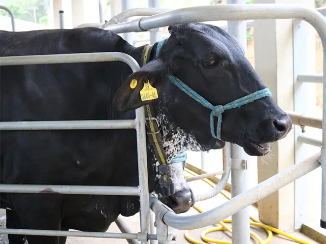 Vacas bravas emitem mais metano e produzem menos leite