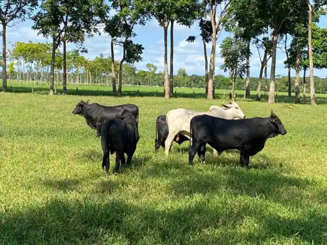 Manejo da fertilidade do solo gera lucro e sustentabilidade às pastagens