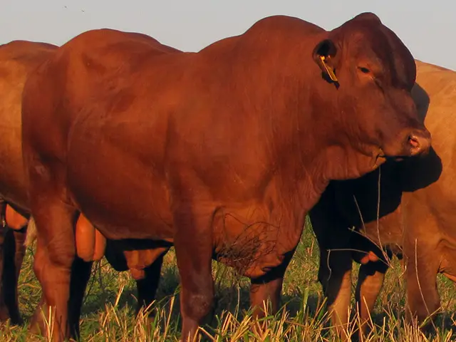 Associação Internacional de Criadores de Montana encerra 2021 com associados de 8 estados e do Uruguai