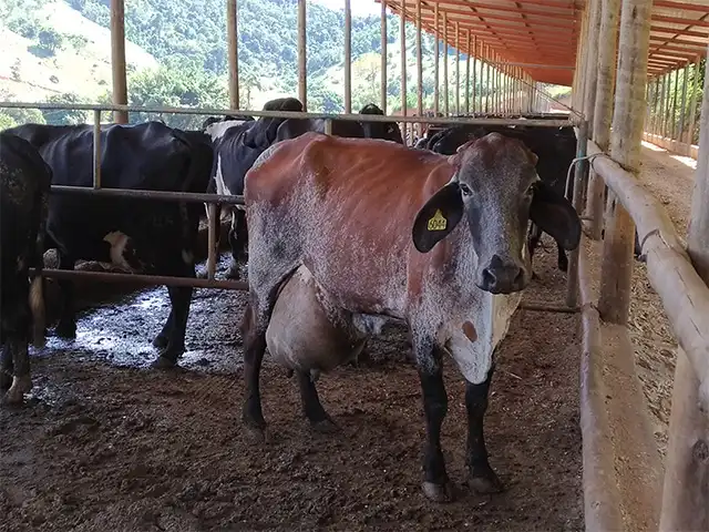 Preços dos combustíveis em alta mantêm elevação dos custos da pecuária leiteira