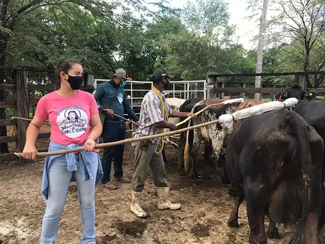 Produtores apontam benefícios da doma racional de novilhas