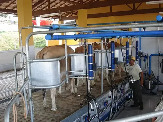 Preço do leite pago ao produtor registra queda de 1,65% em MG