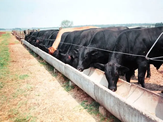 Produção de ração e sal animal do País tem alta estimada em 4,5%