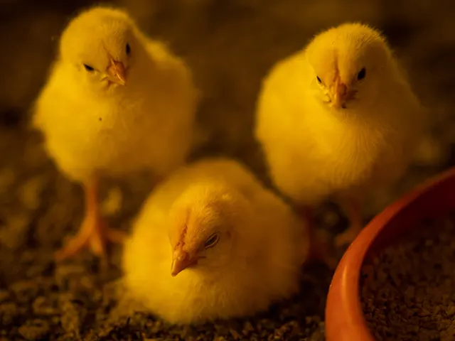 Combate precoce da Doença de Gumboro em aves mitiga prejuízos e aumenta lucratividade